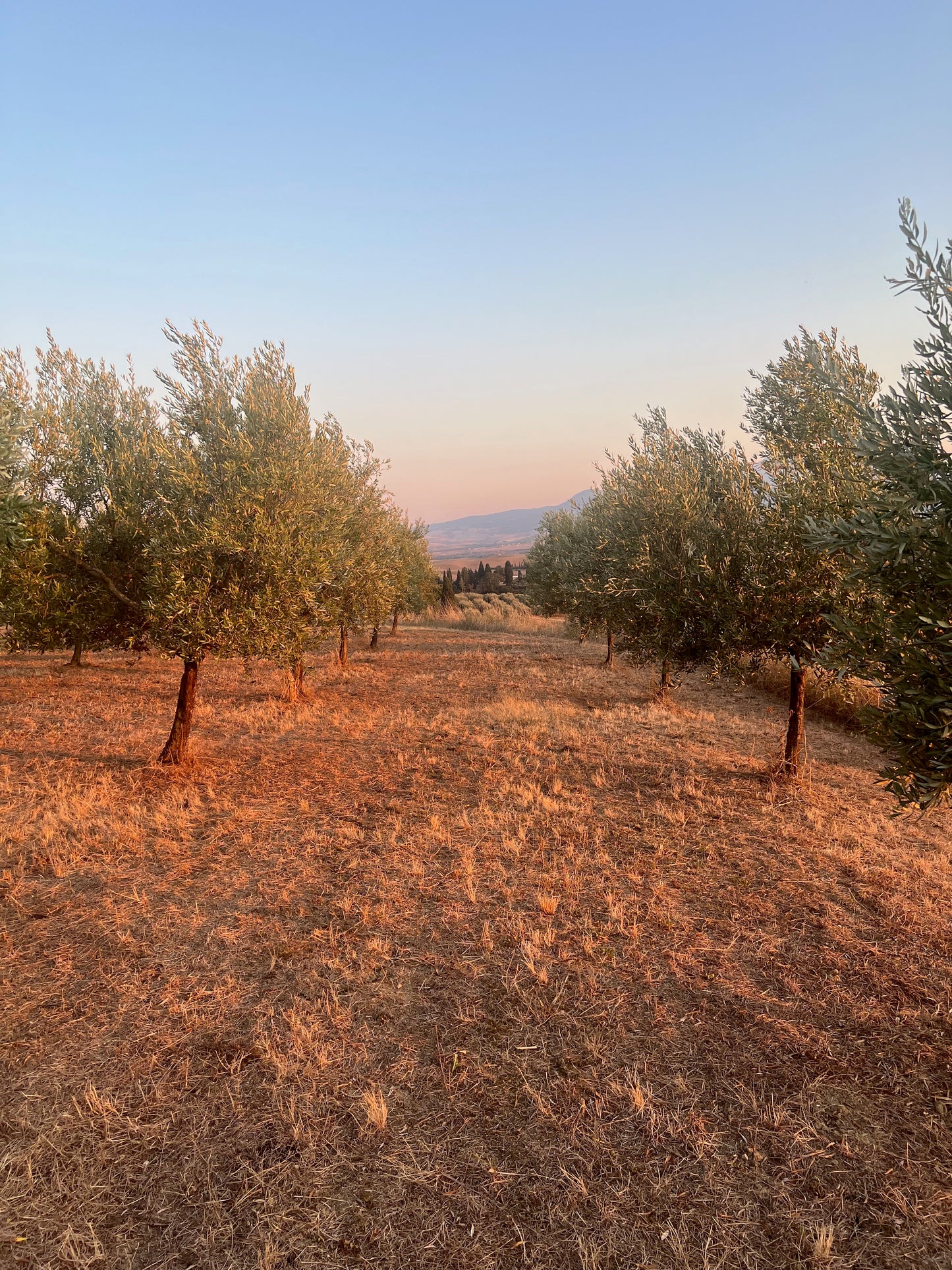 Our Extra Virgin Olive Oil Harvest 2024